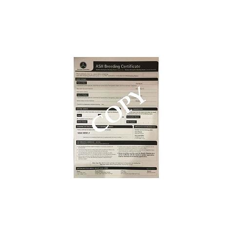ASHS Breed Certificate - single
